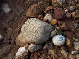 Close up of rocks and snail shell on earthy ground surface photo