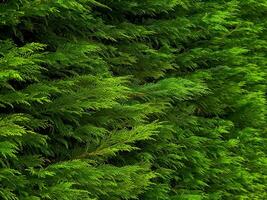 Dense green foliage of evergreen cedar tree photo