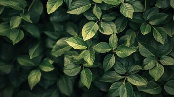 Close up of green leaves on a plant. The leaves are large and full, giving the impression of a lush, healthy plant. Concept of growth and vitality, as well as the beauty of nature photo