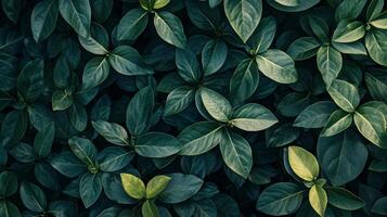 Close up of green leaves with a dark background. The leaves are very lush and vibrant, creating a sense of freshness and vitality. The dark background adds a sense of depth and contrast to the scene photo