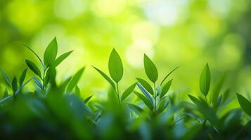 Lush green field with many leaves and a bright green background. The leaves are all different sizes and are spread out across the field photo