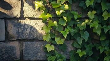 Wall covered in ivy leaves. The leaves are green and the wall is gray. The ivy is growing up the wall and it looks like it is reaching for the sky photo