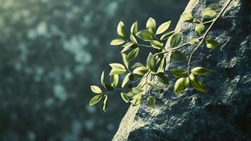 Leafy branch is growing on a rock. The rock is grey and the leaf is green photo
