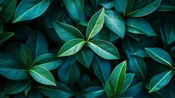 Close up of green leaves with a few of them overlapping. The leaves are green and appear to be fresh photo