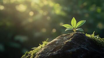 Small green plant is growing on a rock. The plant is surrounded by moss and is the only green thing in the image. The image has a peaceful and calming mood photo