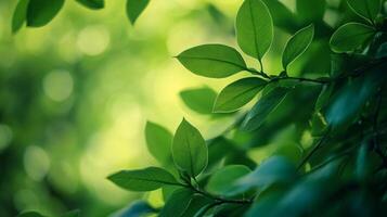 Lush green tree with wet leaves is surrounded by a forest. The leaves are shiny and vibrant, giving the impression of a healthy and thriving ecosystem photo