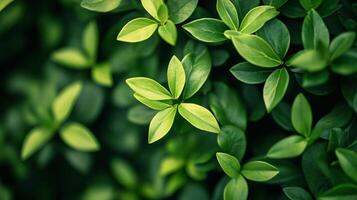 Close up of green leaves with a bright green hue. The leaves are arranged in a way that creates a sense of depth and texture. The image conveys a feeling of freshness and vitality photo