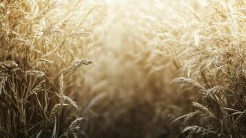 Field of tall grass with a sun shining through it. The sun is casting a warm glow on the grass, making it look golden and inviting. The scene is peaceful and serene photo