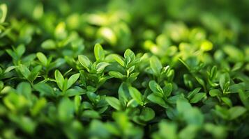 Lush green field of plants with a bright, sunny day. The plants are full and healthy, and the bright green color of the leaves contrasts with the blue sky. The scene is peaceful and serene photo