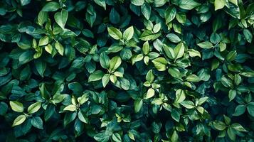 Lush green bush with leaves that are green and shiny. The leaves are arranged in a way that creates a sense of depth and dimension. The image conveys a feeling of tranquility and serenity photo