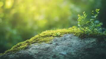 Rock covered in moss and green plants. The moss is covering the rock and the plants are growing on top of it. The image has a peaceful and calming mood, as it shows nature thriving in a simple photo