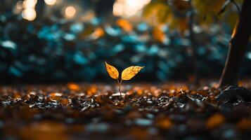 Small leaf is growing in the middle of a forest. The leaf is surrounded by fallen leaves and branches, creating a sense of decay and growth. The image evokes a feeling of nature's cycle photo