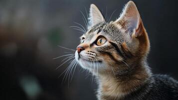 Cat with a black and white striped face is looking up at the camera. The cat's eyes are bright and curious, and it seems to be enjoying the moment. The image has a playful and lighthearted mood photo