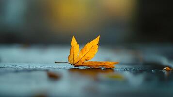 Leaf is laying on the ground, and it is the color of yellow. The leaf is on a surface that is blue photo