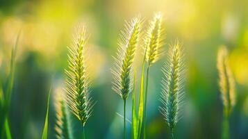 Field of tall green grass with a bright sun shining on it. The grass is tall and green, and the sun is shining brightly on it, creating a warm and inviting atmosphere photo
