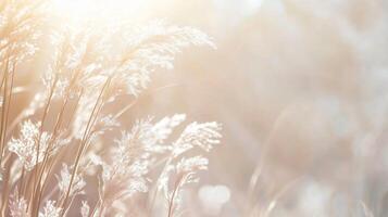 Field of tall grass with a bright sun shining on it. The grass is dry and brown, and the sun is casting a warm glow on the scene photo