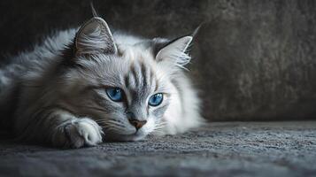 Cat with blue eyes is laying on a grey surface. The cat appears to be relaxed and comfortable photo