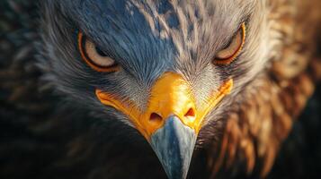 Close up of an eagle's face with its eyes wide open and its beak open. Concept of power and aggression photo