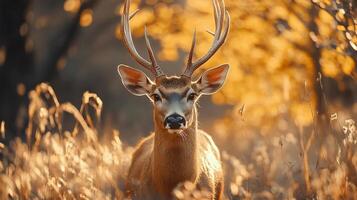 Deer is standing in tall grass with its antlers showing. The image has a warm, natural feel to it, with the deer looking out into the distance photo