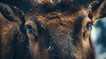 Deer with blue eyes is standing in the snow. The blue eyes are the most prominent feature of the deer, and they stand out against the white snow. Concept of calm and serenity photo