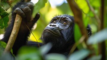 Baby gorilla is looking up at the camera. Concept of curiosity and wonder as the baby gorilla stares at the camera photo