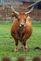 Portrait of Cachena cattle in zoo photo