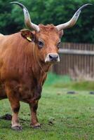 Portrait of Cachena cattle in zoo photo