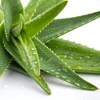 Aloe vera plant isolated on white background photo