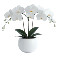 Graceful White Orchid in a Simple Pot png