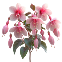 Orchids with Pink Petals and Green Leaves png