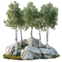 Scenic View of Birch Trees Growing on Rocks png
