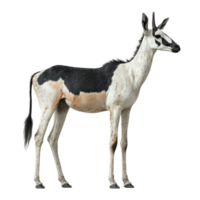 Stylized Antelope with Black and White Color Pattern png