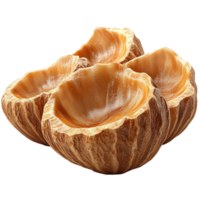 Nut Shell on Transparent Background png