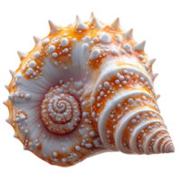 Seashell with Spiral Pattern and Textures on Transparent Background png