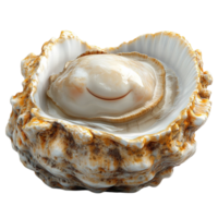 Cute Seashell with Pearl in 3D png