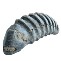 Segmented Fossil Cartoon of Ancient Marine Creature png