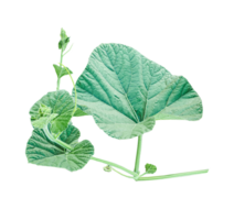 branch of a plant, green gourd plant vine isolated, a green plant with leaves on it, a gourd plant with green leaves on a transparent background, green leaves, ,green sprout, ivy leaves isolated png