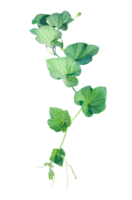 a gourd vine with green leaves and leaves on it, a gourd plant branch with green leaves on a transparent background, png