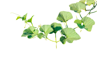 branch of a plant, green gourd plant vine isolated, a green plant with leaves on it, a gourd plant with green leaves on a transparent background, green leaves, ,green sprout, ivy leaves isolated png