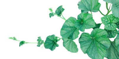 branch of a plant, green gourd plant vine isolated, a green plant with leaves on it, a gourd plant with green leaves on a transparent background, green leaves, ,green sprout, ivy leaves isolated png