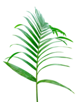 green palm tree branch isolated on background, A Green Betel nut tree branch on transparent background, a palm tree with leaves on a transparent background png