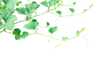 a gourd plant with green leaves on a transparent background, a gourd vine with green leaves isolated on , png