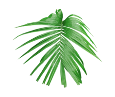 A single Betel nut tree branch close up image on background, palm tree branch photo, Betel nut tree branch isolated, palm leaf on transparent background, green palm tree branch transparent png