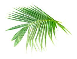 A coconut tree branch wite leaf on transparent background, palm tree branch isolated on background png