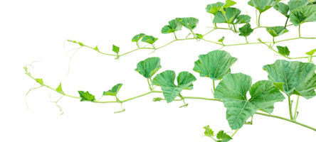 a plant bush with green leaves on it, a gourd plant with green leaves on a transparent background, a gourd vine with green leaves isolated on , png