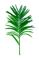 green palm tree branch isolated on background, A Green Betel nut tree branch on transparent background, a palm tree with leaves on a transparent background png