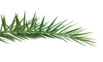 Date palm tree branch on background, a branch of green pine tree on a transparent background, a green plant with green leaves on it png