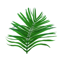 green palm tree branch isolated on background, A Green Betel nut tree branch on transparent background, a palm tree with leaves on a transparent background png
