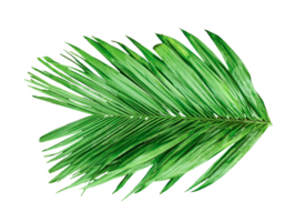 A Green Betel nut tree branch isolated, palm leaf on transparent background, green palm tree branch isolated on white background, A Green Betel nut tree branch on background, png