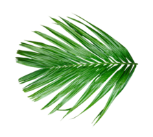 palm leaf on transparent background, A single Betel nut tree branch close up image on background, palm tree branch photo, Betel nut tree branch isolated, palm leaf on transparent background, png